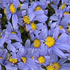 photo of flowers
